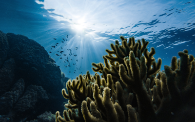 Uniting for Conservation: Empowering Change on World Ocean Day 2023