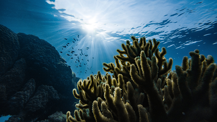 Uniting for Conservation: Empowering Change on World Ocean Day 2023