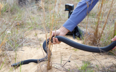 Nineteen Eastern Indigo Snakes released today in decade long effort to return America’s longest snake to North Florida!
