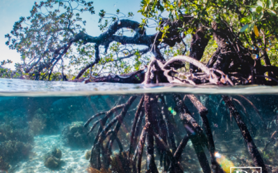 The Betancourt Group Honors International Day for the Conservation of Mangrove Ecosystems