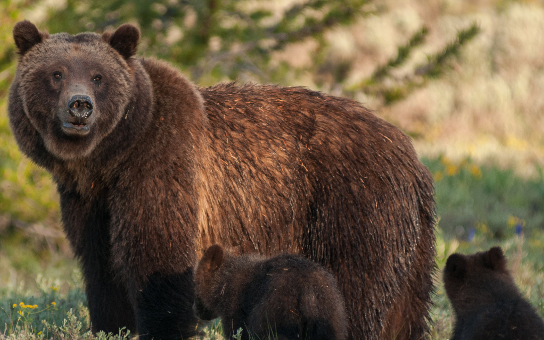 Celebrating 50 Years of the Endangered Species Act: A Legacy of Conservation