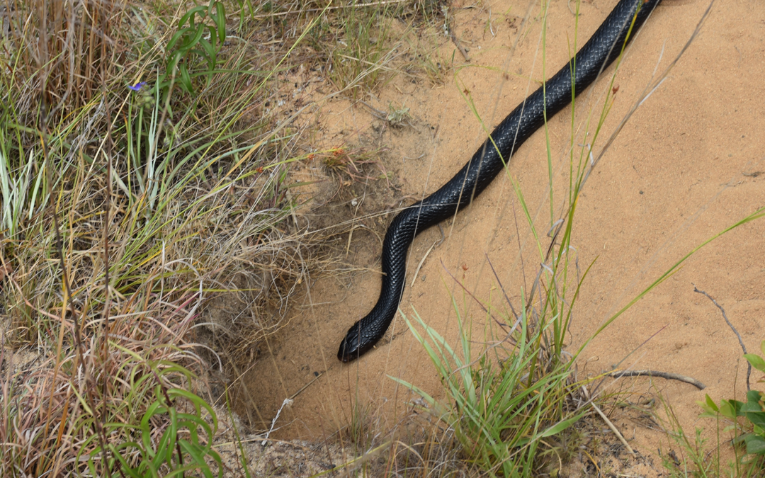 The Nature Conservancy and Partners Release 41 Federally Threatened Eastern Indigo Snakes at North Florida Preserve