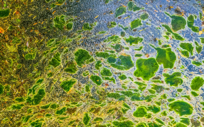 Cox Radio Interview: Florida’s Fight Against Stormwater Pollution