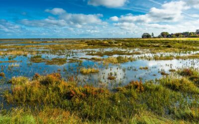 Wetlands Are the Underappreciated Stewards of Our Environment